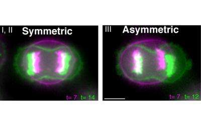 Bearing witness to the phenomenon of symmetric cell division