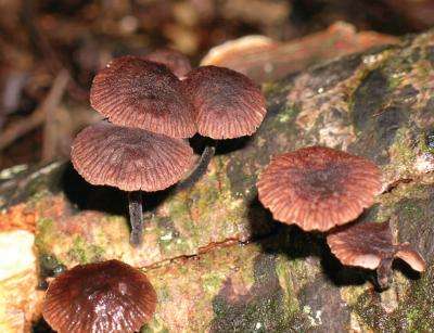 Beautiful but hiding unpleasant surprise: 3 new species of fetid fungi from New Zealand