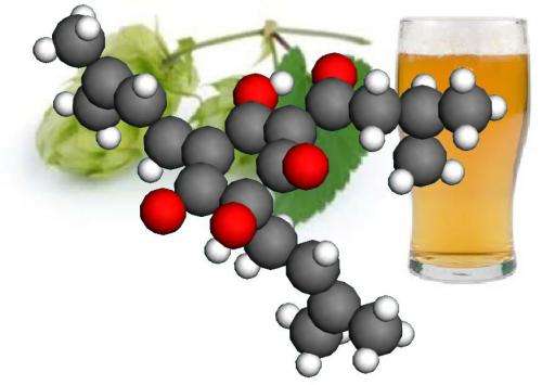Beer's bitter compounds could help brew new medicines