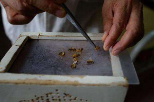 Bees are prepared by a doctor of traditional Chinese medicine at an acupuncture clinic in Beijing on August 2, 2013