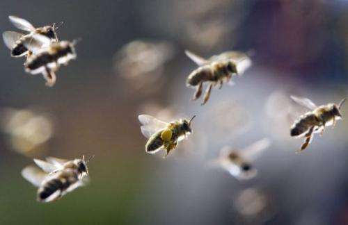 Bees, partly loaded with pollen, return to their hive on March 21, 2011 in Frankfurt, Germany