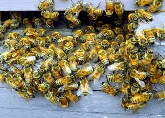 Bees survival: Ban more pesticides?