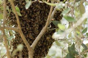 Bees work together to keep cluster cool