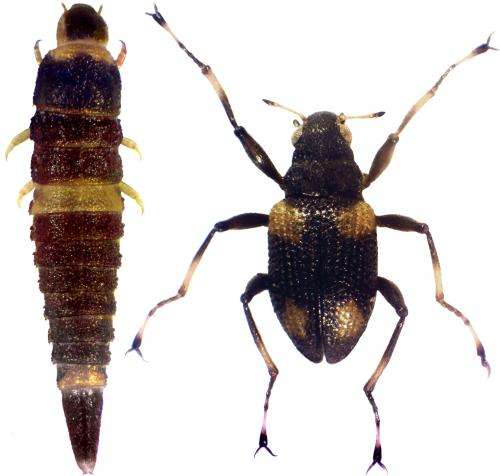 'Beetle in spider's clothing' -- quaint new species from Philippine Rainforest Creeks