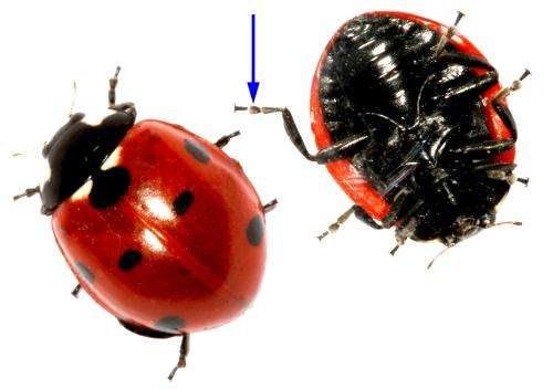 Beetles in rubber boots: Scientists from Kiel University study ladybirds' feet
