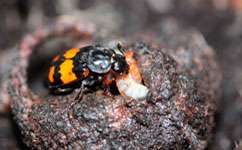 Beetles who socialise more spend more time judging their opponents