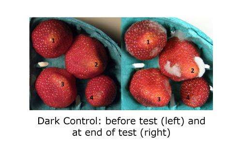 Behold the 9-day fresh strawberry: New approach to slowing rot doubles berry shelf life