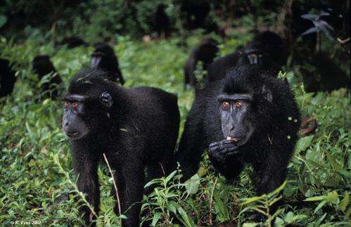 Better outlook for dwindling black macaque population in Indonesia