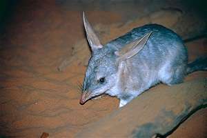 Bilby burrows integral to ecosystem function