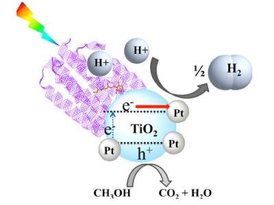 Bio-assisted nanophotocatalyst for hydrogen production