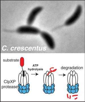 Biochemists identify protease substrates important for bacterial growth and development