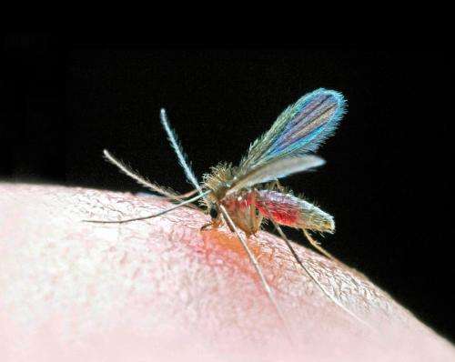 Biological vaccine developed against human leishmaniasis