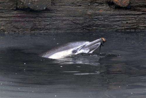 Biologist: Dolphin in NY canal was sickly and old