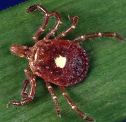 Biologist focuses on bloodsucking ticks, disease ecology
