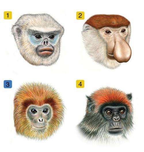 Biologists find an evolutionary Facebook for monkeys and apes