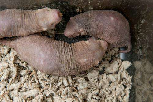 Biologists identify the chemical behind cancer resistance in naked mole rats