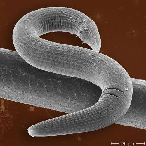Biologists name a newly discovered threadworm after physicist Max Planck