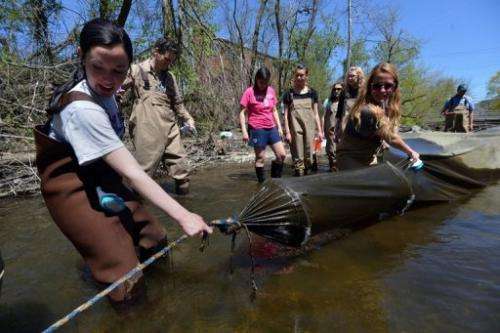 Biology students pull on a trap used to catch glass eels on the Quassaick Creek May 1, 2013 in Newburgh, New York