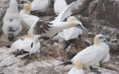 Bird-borne cameras reveal gannet habits