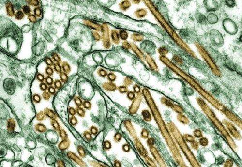 Bird flu mutation study offers vaccine clue