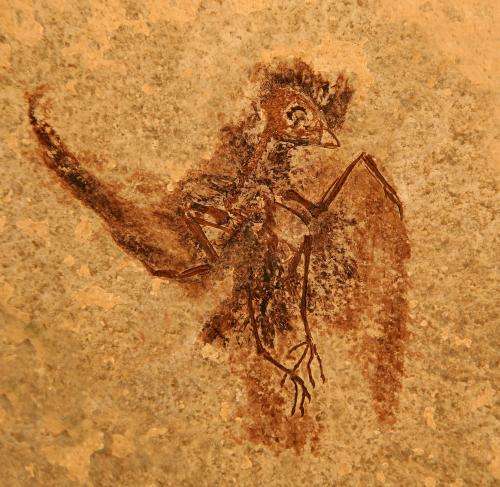 Bird fossil sheds light on how swift and hummingbird flight came to be
