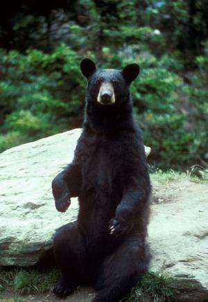 Black bears return to Missouri indicates healthy forests