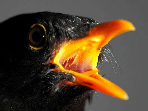 Blackbirds in the spotlight: City birds that experience light at night ready to breed earlier than their rural cousins