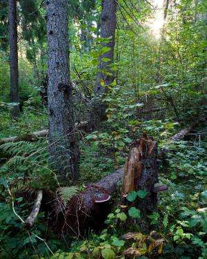Mixed forests: A missed opportunity?