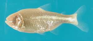 Blind cavefish offer evidence for alternative mechanism of evolutionary change