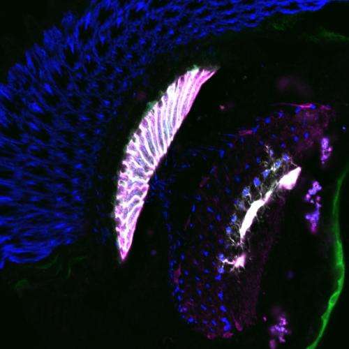 Blind flies without recycling: How Drosophila recovers the neurotransmitter histamine