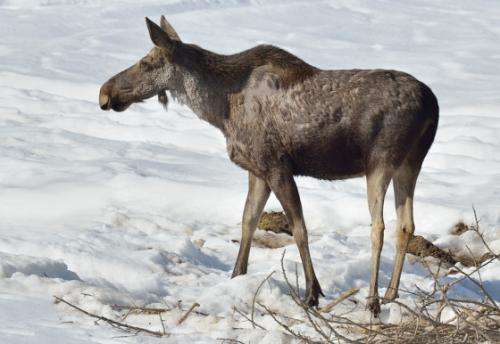 Blood-sucking deer keds are spreading in Norway