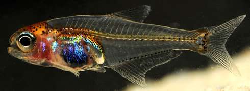 Blue-bellied fish is a surprise catch
