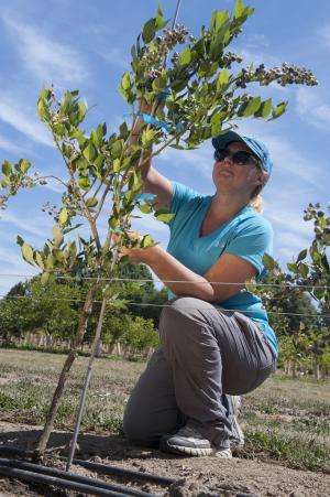 Blueberry tree research could help growers branch out