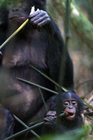 Bonobos stay young longer