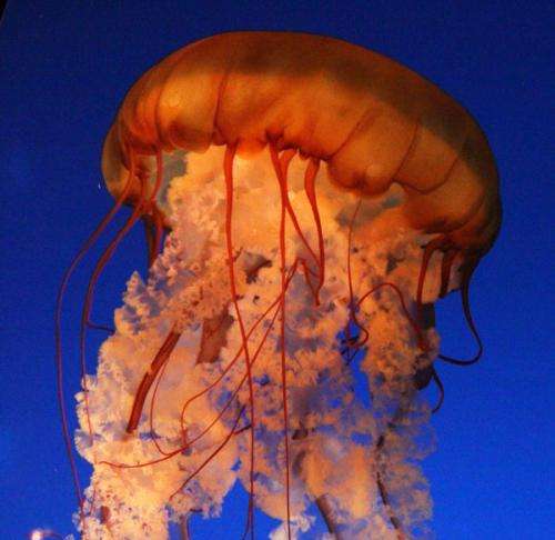 Boom in jellyfish: Overfishing called into question