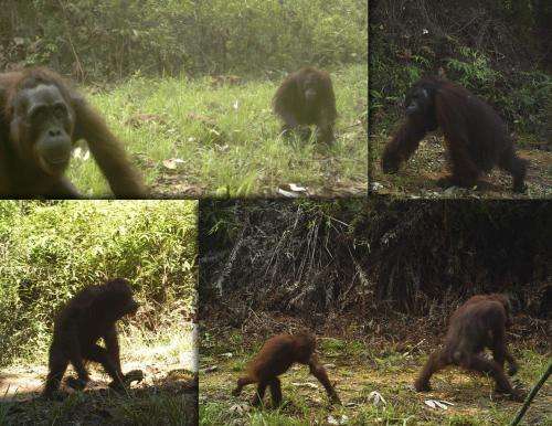 Borneo's orangutans are coming down from the trees