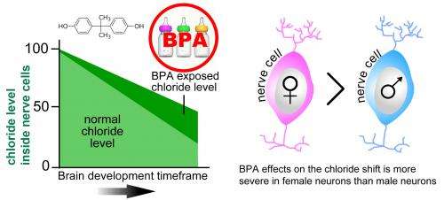 BPA may affect the developing brain by disrupting gene regulation