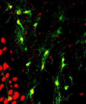 Brain repair after injury and Alzheimer's disease