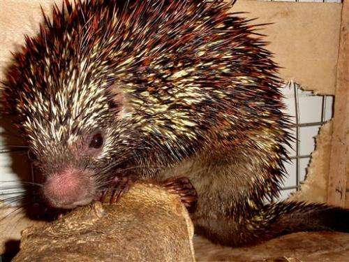 Brazilian team finds new porcupine species