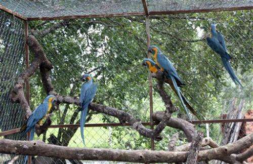 British zoo sends 6 endangered macaws to Bolivia