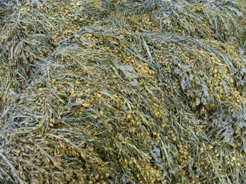 Brown algae reveal antioxidant production secrets