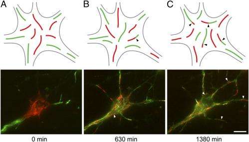 Splice this: End-to-end annealing demonstrated in neuronal neurofilaments