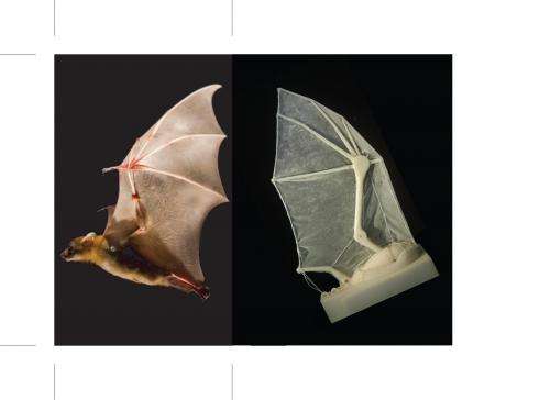 Brown University researchers build robotic bat wing