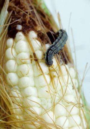 Bt sweet corn can reduce insecticide use