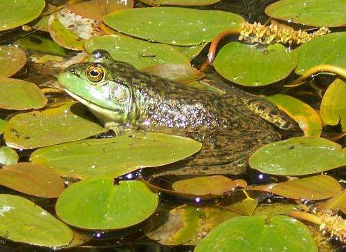 Bullfrogs may help spread deadly amphibian fungus, but also die from it