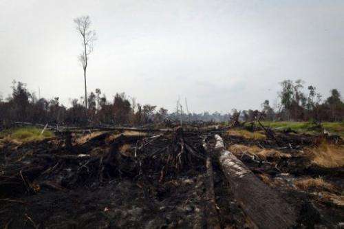 Burned trees and clearing in a protected peatland forest in the district of Pelalawan, Riau, Sumatra, June 29, 2013