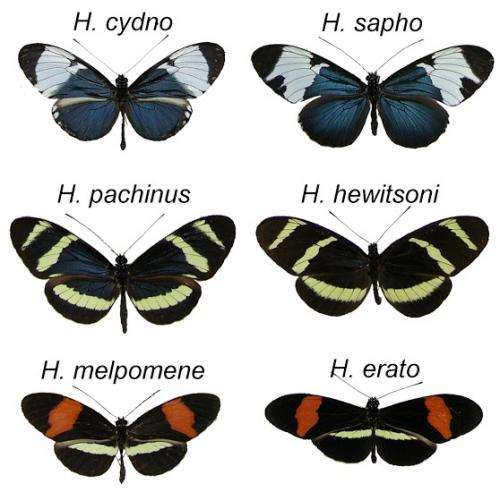 Butterflies show origin of species as an evolutionary process, not a single event