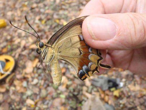 Butterfly on the brink: First Schaus female found in a year raises hope for revival of species