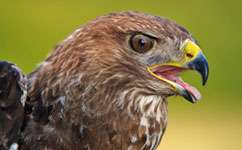 Buzzards less likely than humans to kill pheasants