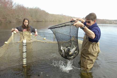 Genetic study of river herring populations identifies conservation priorities